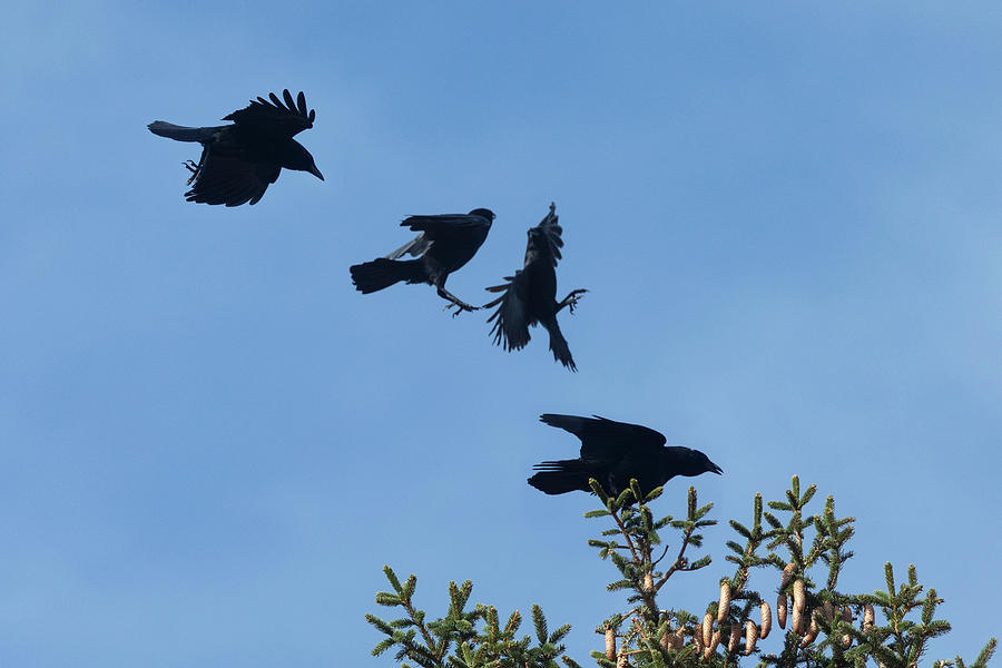 Crow Landing Photograph by Leon Vanella - Fine Art America