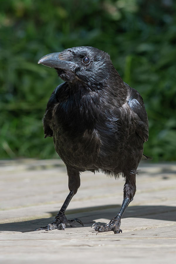 Crow looking left Photograph by Steev Stamford