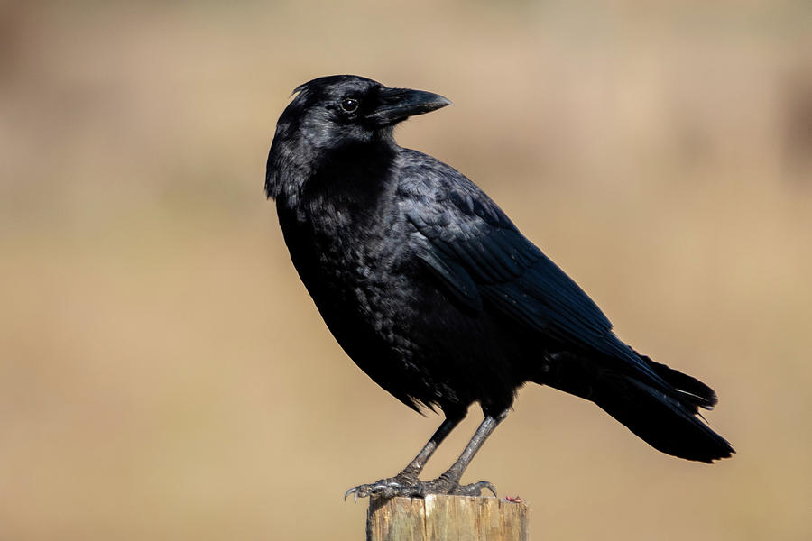 Crow Lookng Back Photograph by Bradford Martin