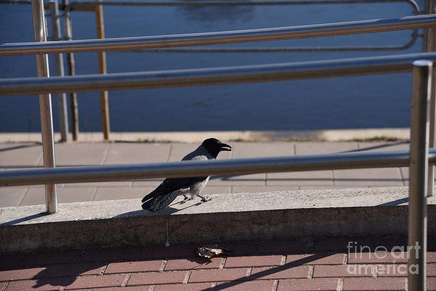 Crow Photograph by Oleg Konin