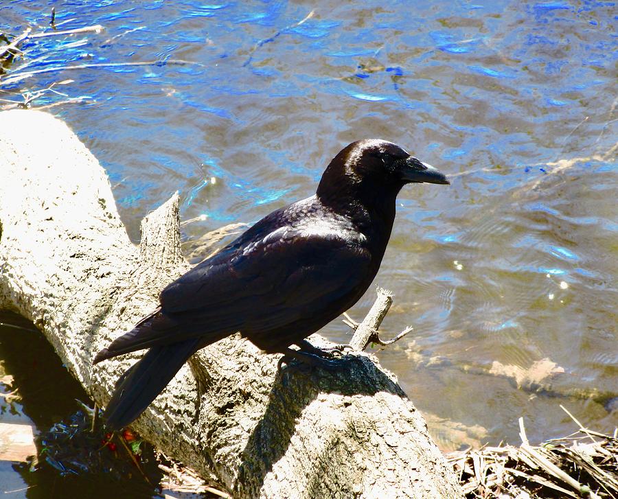 Crow on a Log Photograph by Stephanie Moore