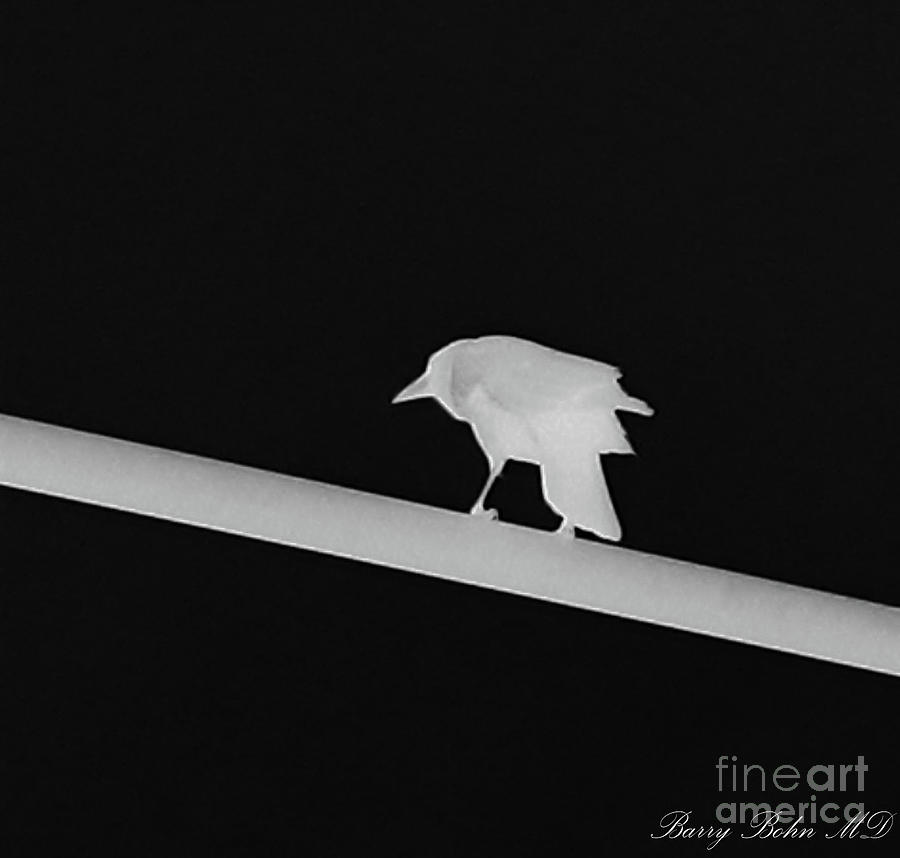 Crow  on light pole BW Photograph by Barry Bohn