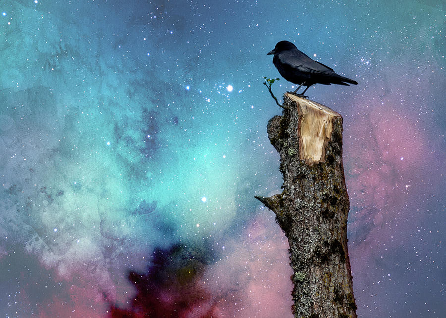 Crow on Tree Stump Photograph by Rebecca Cozart