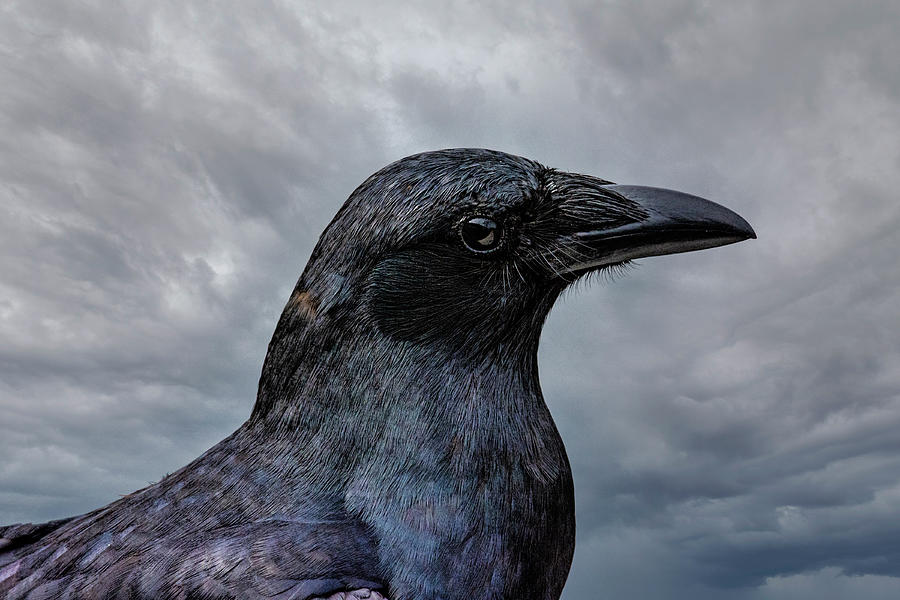 Crow Portrait Photograph by Cathy Kovarik