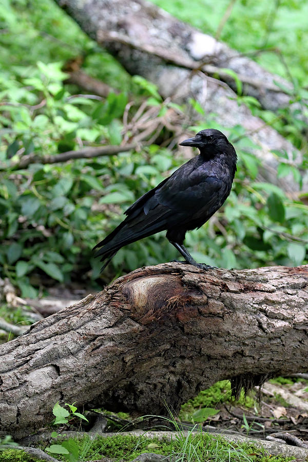 Crow Portrait Photograph by Jennifer Robin