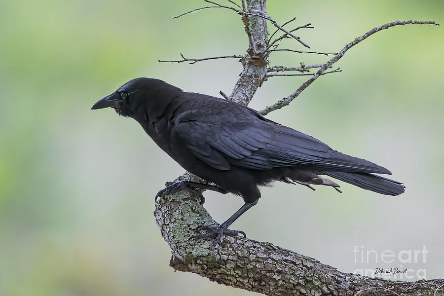 Crow Pose Photograph by Deborah Benoit