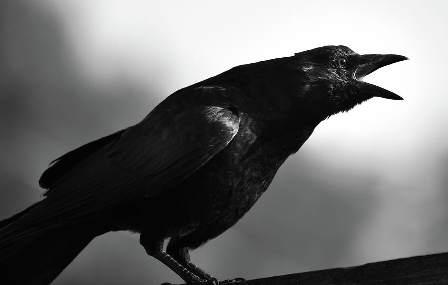 Crow  Photograph by Rae Ann  M Garrett
