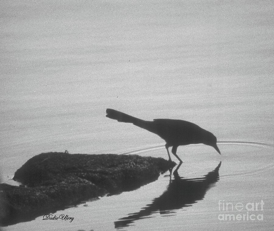 Crow Reflection Photograph by Dodie Ulery