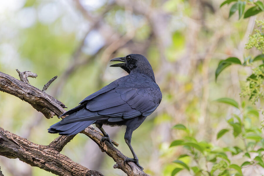 Crow Photograph - Crow scout. by Null Photography Group