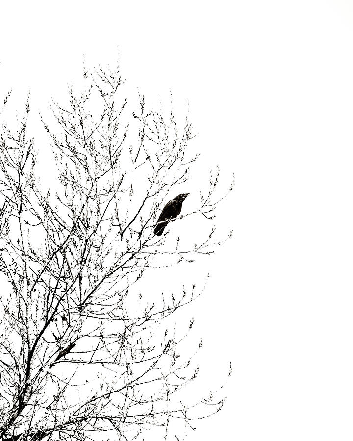 Crow Silhouette Photograph by Joseph Smith