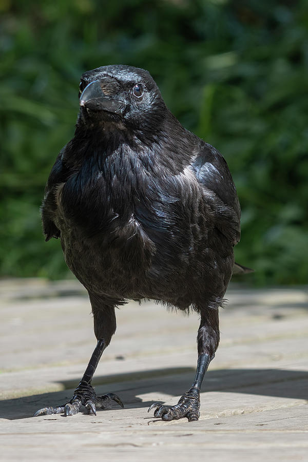 Crow stare Photograph by Steev Stamford