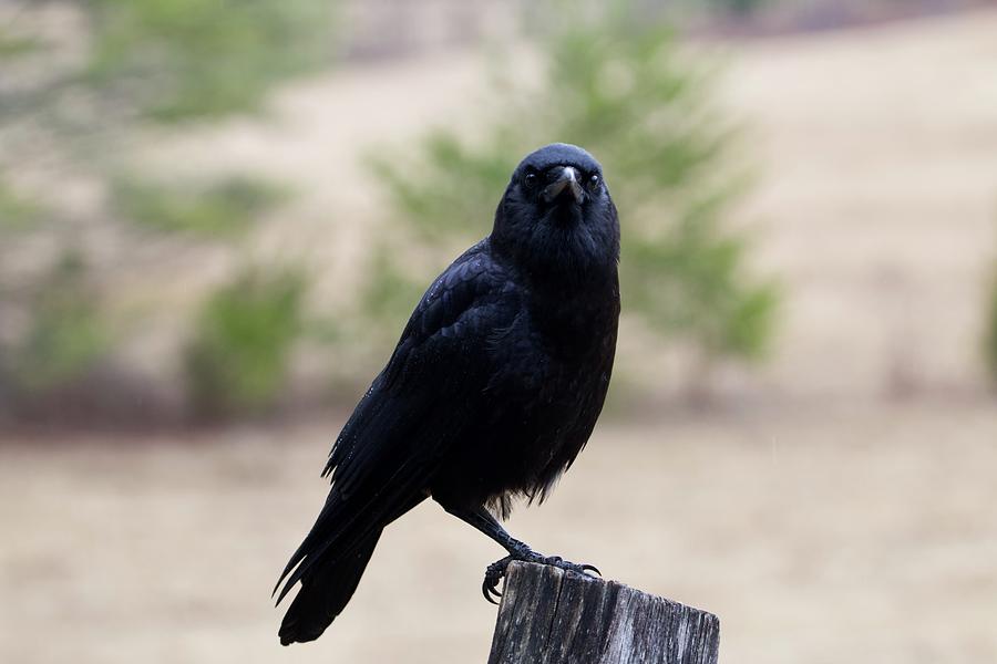 Crow talk Photograph by Thomas Sellberg - Fine Art America