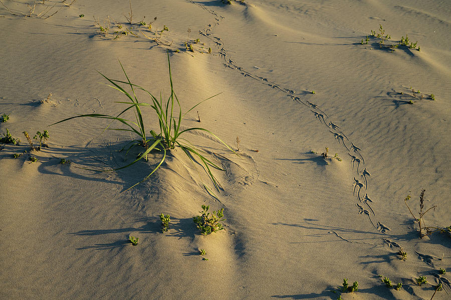 Crow Tracks and Beach Plants Photograph by Robert Potts