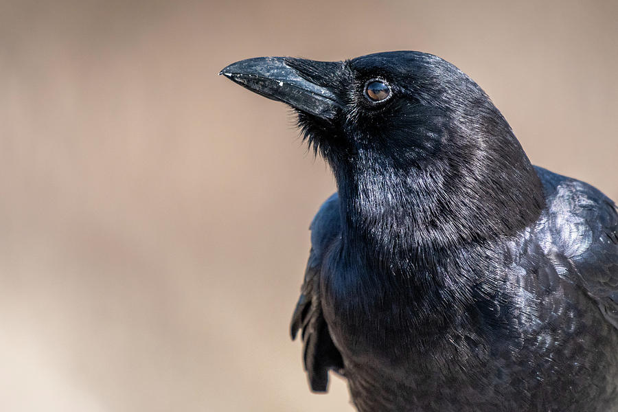 Crow Up Close Photograph by Kirk Hewlett | Fine Art America