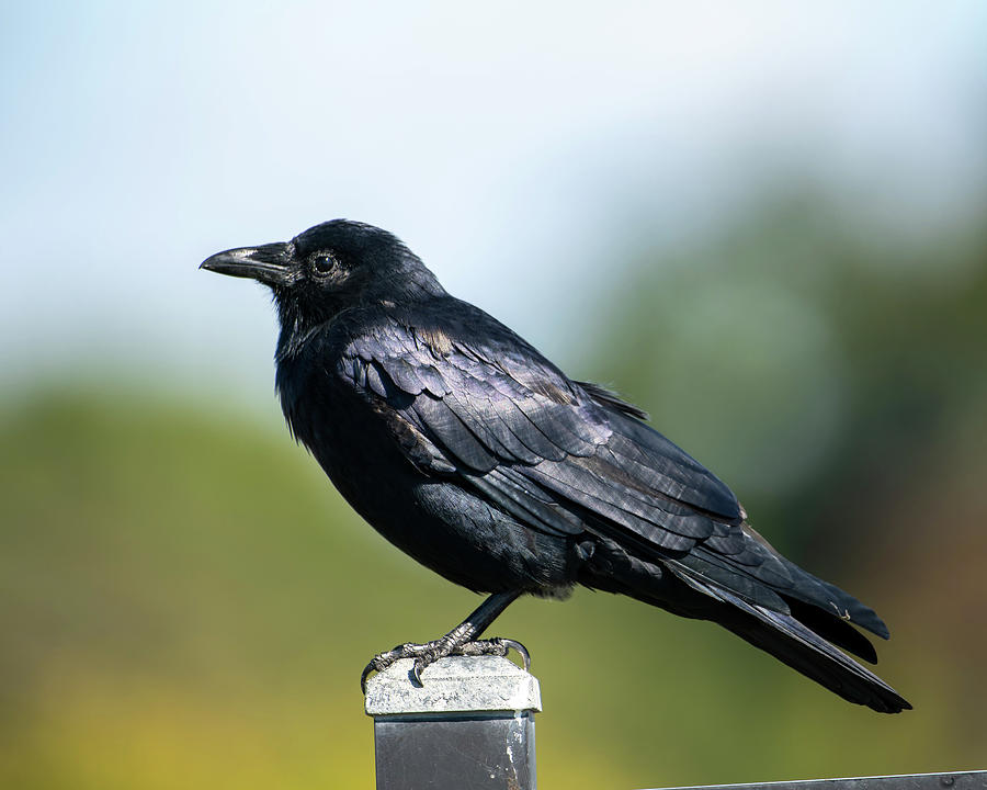 Crow? Where's Poe Photograph by Scott Hopwood - Fine Art America