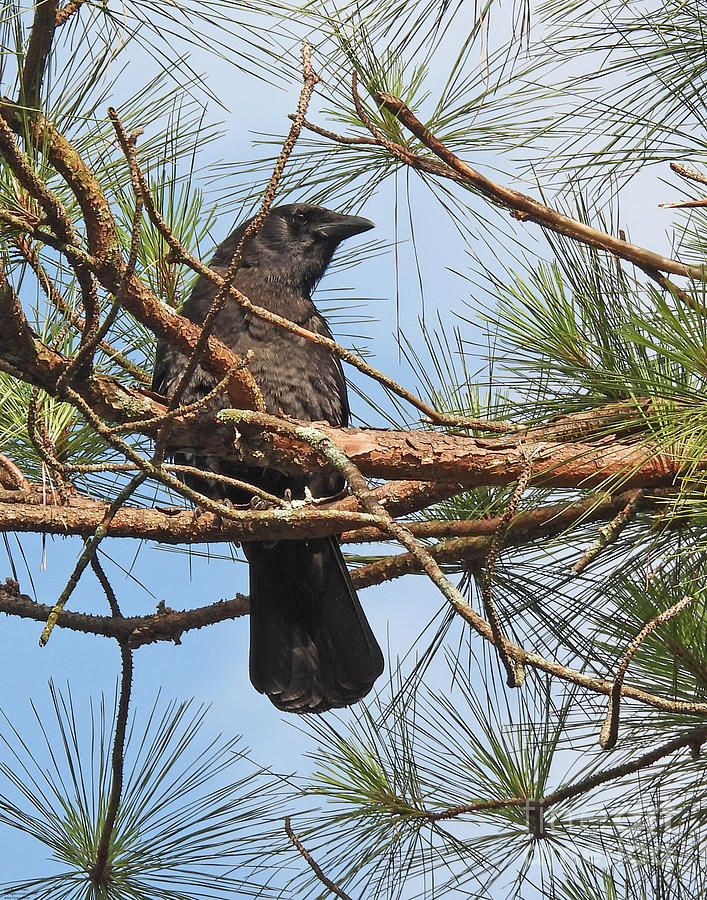 Crow3 Photograph by Lizi Beard-Ward