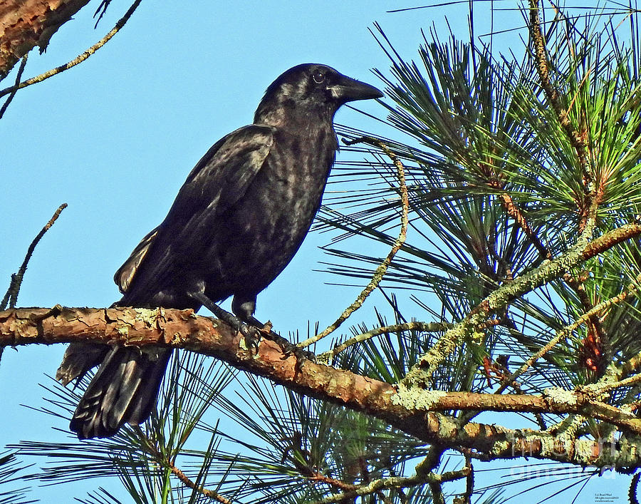 Crow4 Photograph by Lizi Beard-Ward