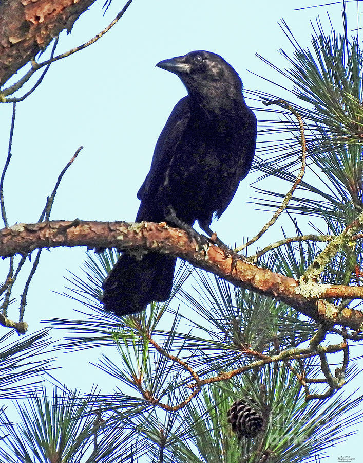 Crow5 Photograph by Lizi Beard-Ward