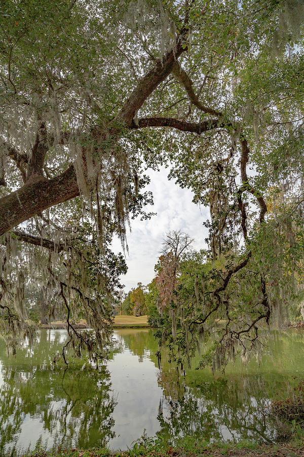 Crowfield Plantation 6 Photograph by Cindy Robinson