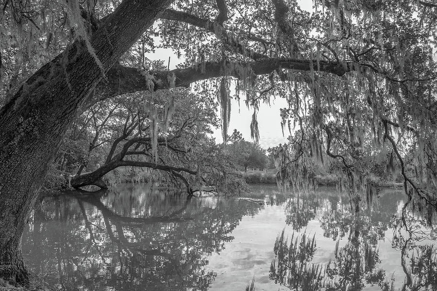 Crowfield Plantation 7 Photograph by Cindy Robinson