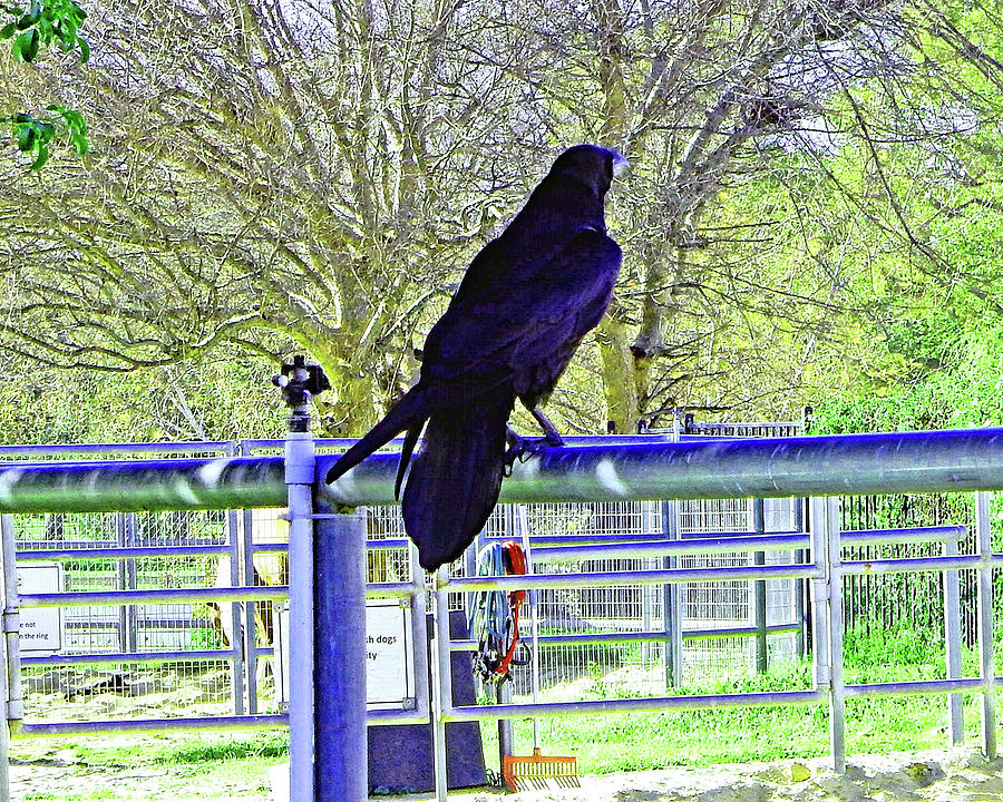 Crowing In The Park Photograph by Andrew Lawrence