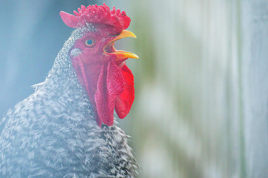 Crowing Rooster Photograph by Rachel Morrison