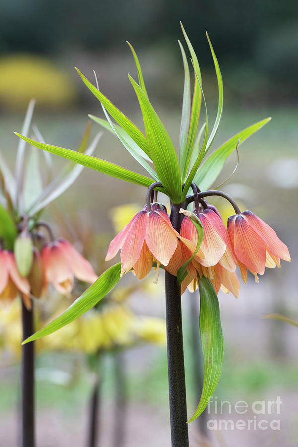 Crown Imperial Early Fantasy Flowers Photograph by Tim Gainey