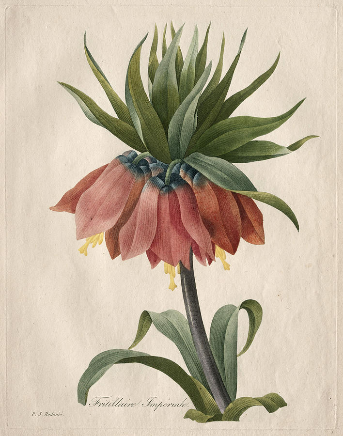 Crown Imperial Fritillary  Photograph by Henri-Joseph Redoute