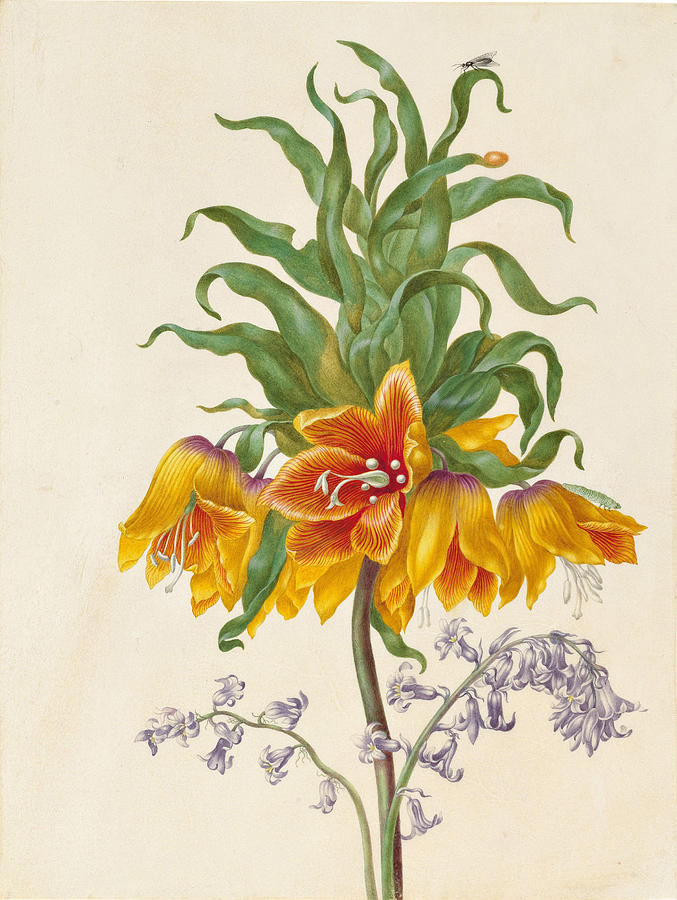 Crown Imperial Painting by Johanna Helena Herolt - Fine Art America