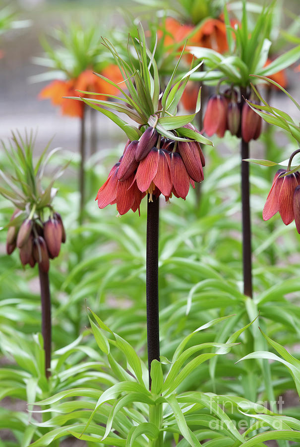 Crown Imperial Red Beauty Flowers in Spring Photograph by Tim Gainey