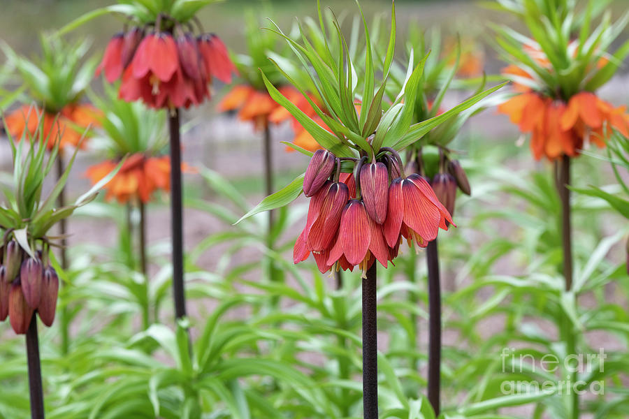 Crown Imperial Red Beauty Flowers  Photograph by Tim Gainey