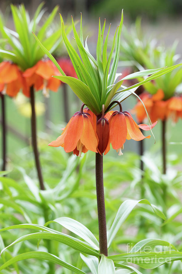 Crown Imperial Sunrise Flowers Photograph by Tim Gainey