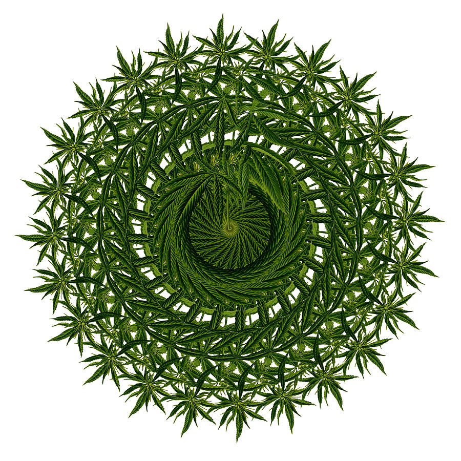 Crown of Cannabis Sativa Digital Art by John Haldane