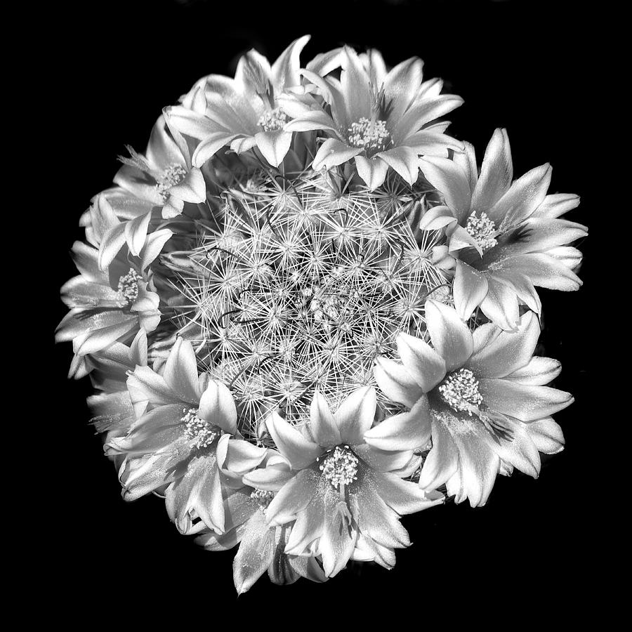 Flower Photograph - Crown Of Flowers, Monochrome by Douglas Taylor