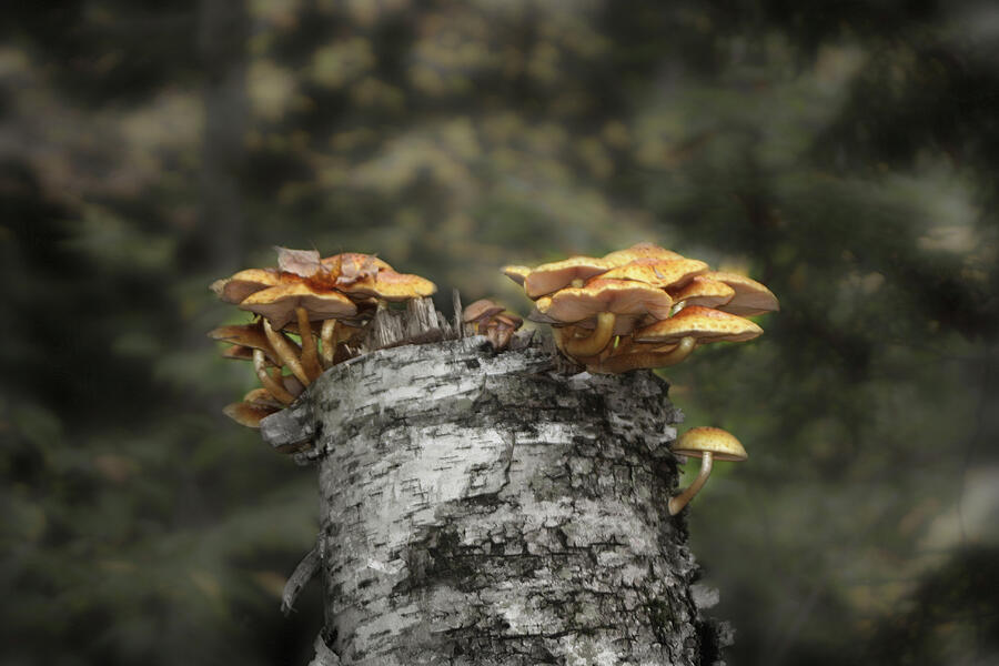 Crown Of Mushrooms Photograph