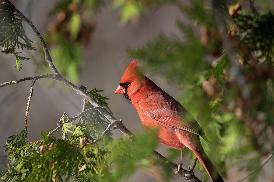 Crown of Red - Northern Cardinal - cardinalis cardinalis Photograph by Spencer Bush