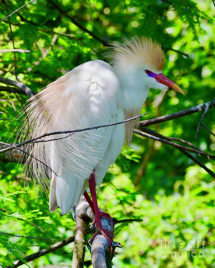 Crowned Cattle Egret Photograph by AnnaJo Vahle