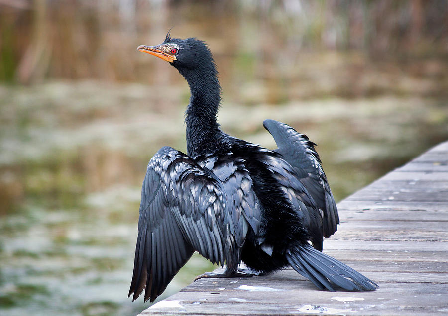 Crowned Cormorant Photograph by Geoff Whiting | Fine Art America