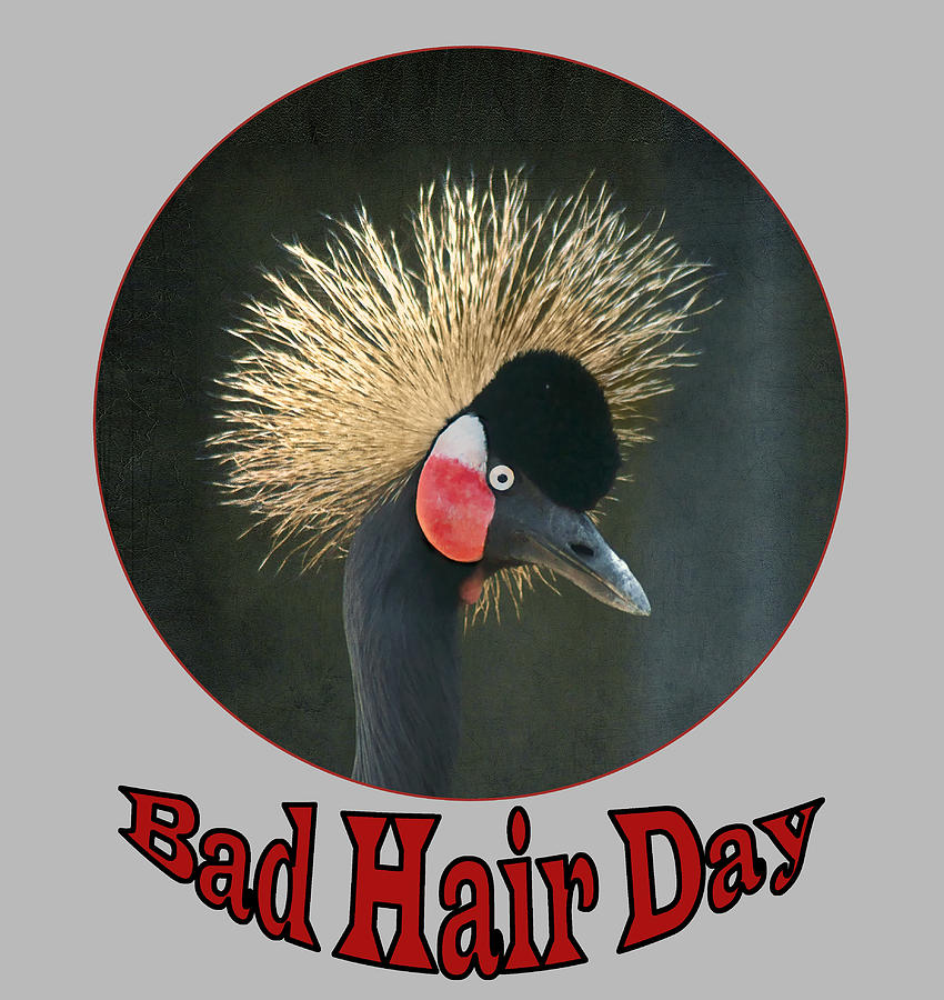 Crowned Crane - Bad Hair Day - Transparent Photograph by Nikolyn McDonald