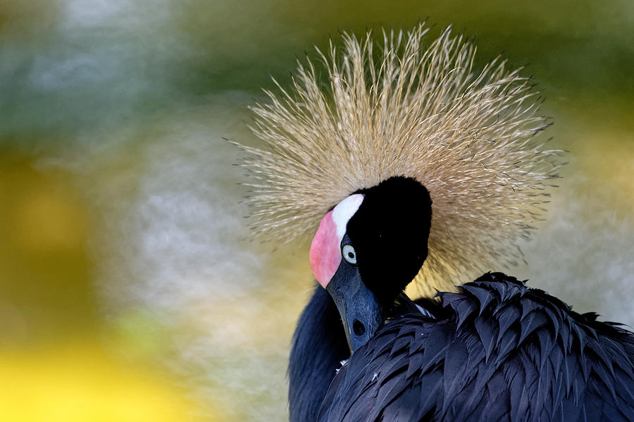 Crowned Crane Photograph by Colin Hocking