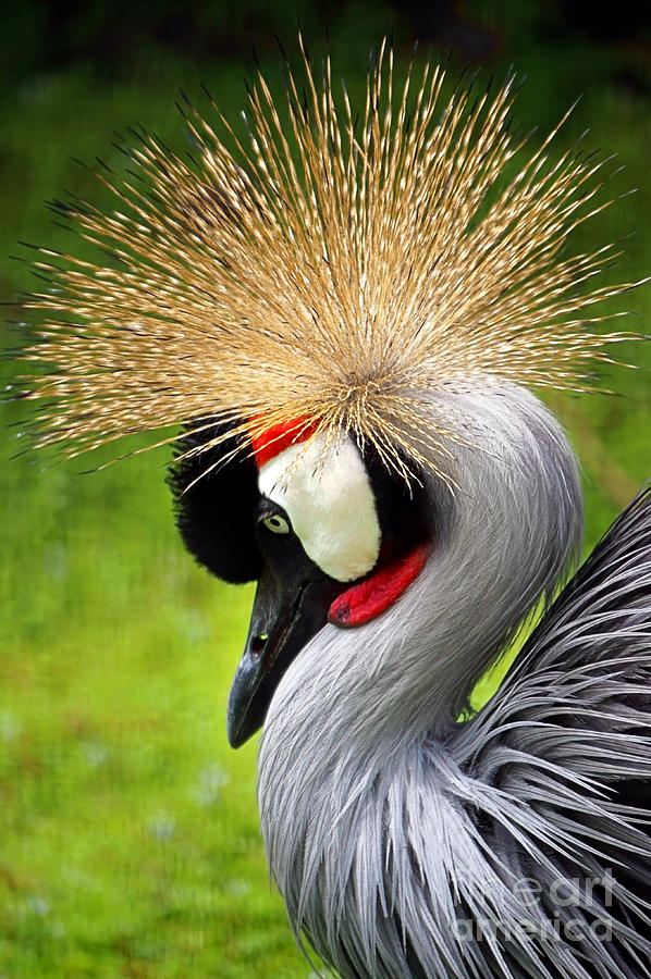 Crowned Crane Photograph by Ellen Cotton