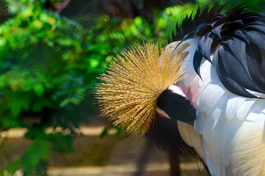Crowned crane grooming itself Photograph by Somak Pal