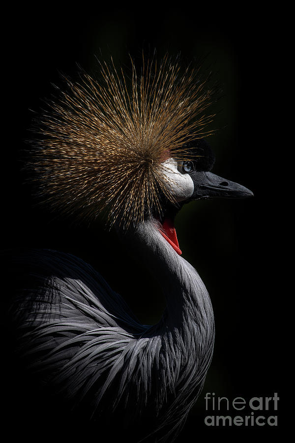 Crowned Crane Photograph by Sonya Lang