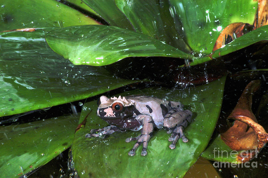 Crowned Frog on Bromeliad Photograph by Michael and Patricia Fogden
