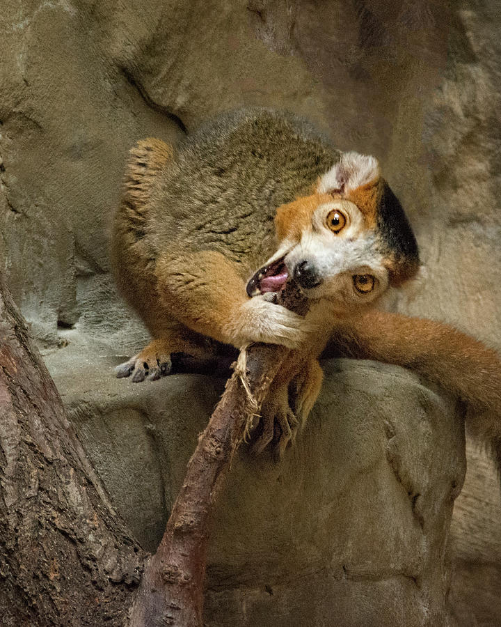 Crowned Lemur - Can I Trade for a Treat? Photograph by Mitch Spence
