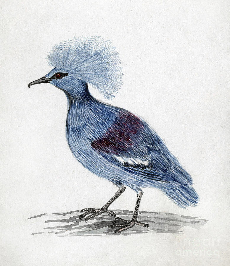 Crowned Pigeon, 1786 Drawing by Jan Brandes
