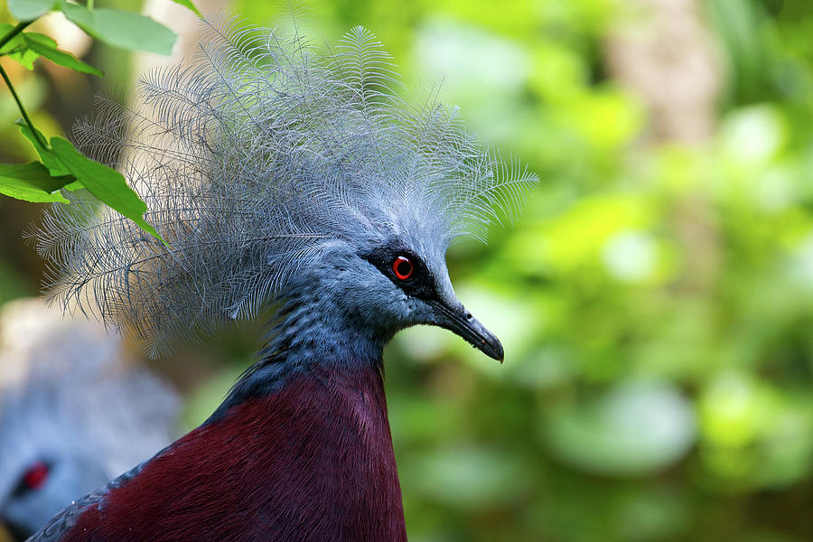 Crowned Pigeon Closeup Photograph by David Gn