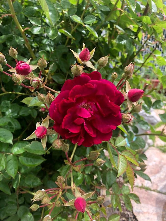 Crowned Rose Photograph by Anthony Winnett - Fine Art America