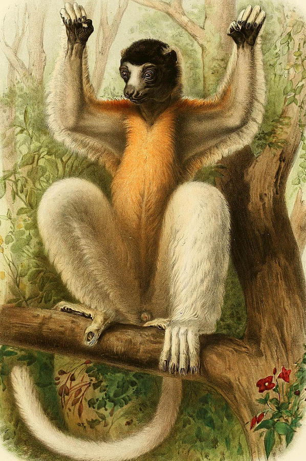 Crowned Sifaka Mixed Media by World Art Collective