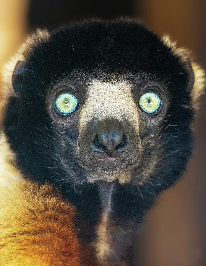 Crowned Sifaka portrait Photograph by Gareth Parkes
